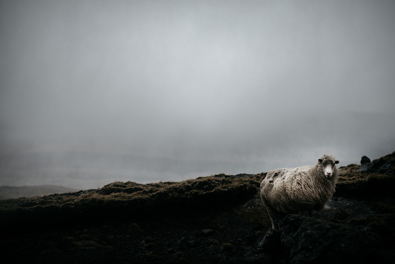 Wet sheep in strong wind and rain