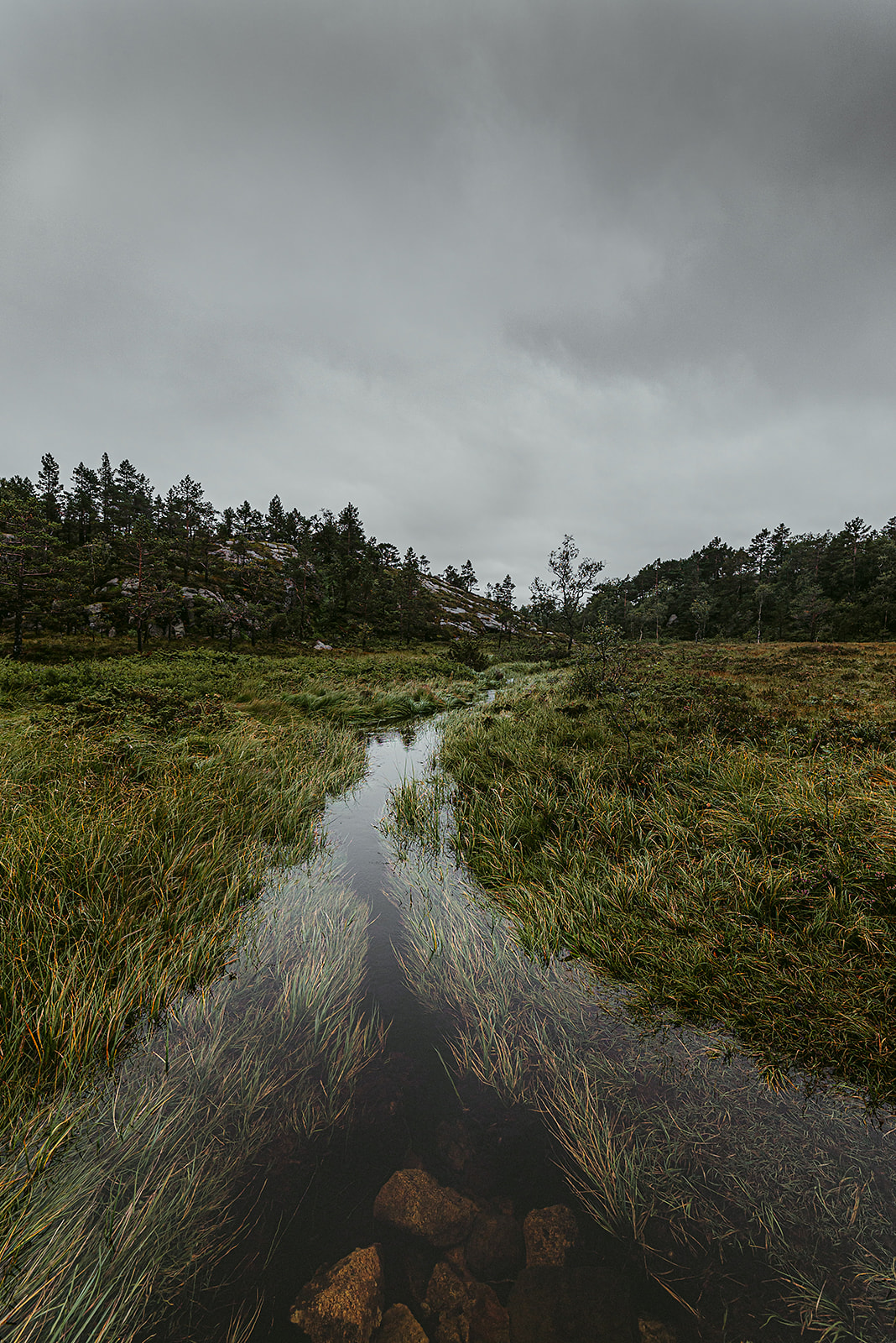 Creek running through swamp on cloudy day