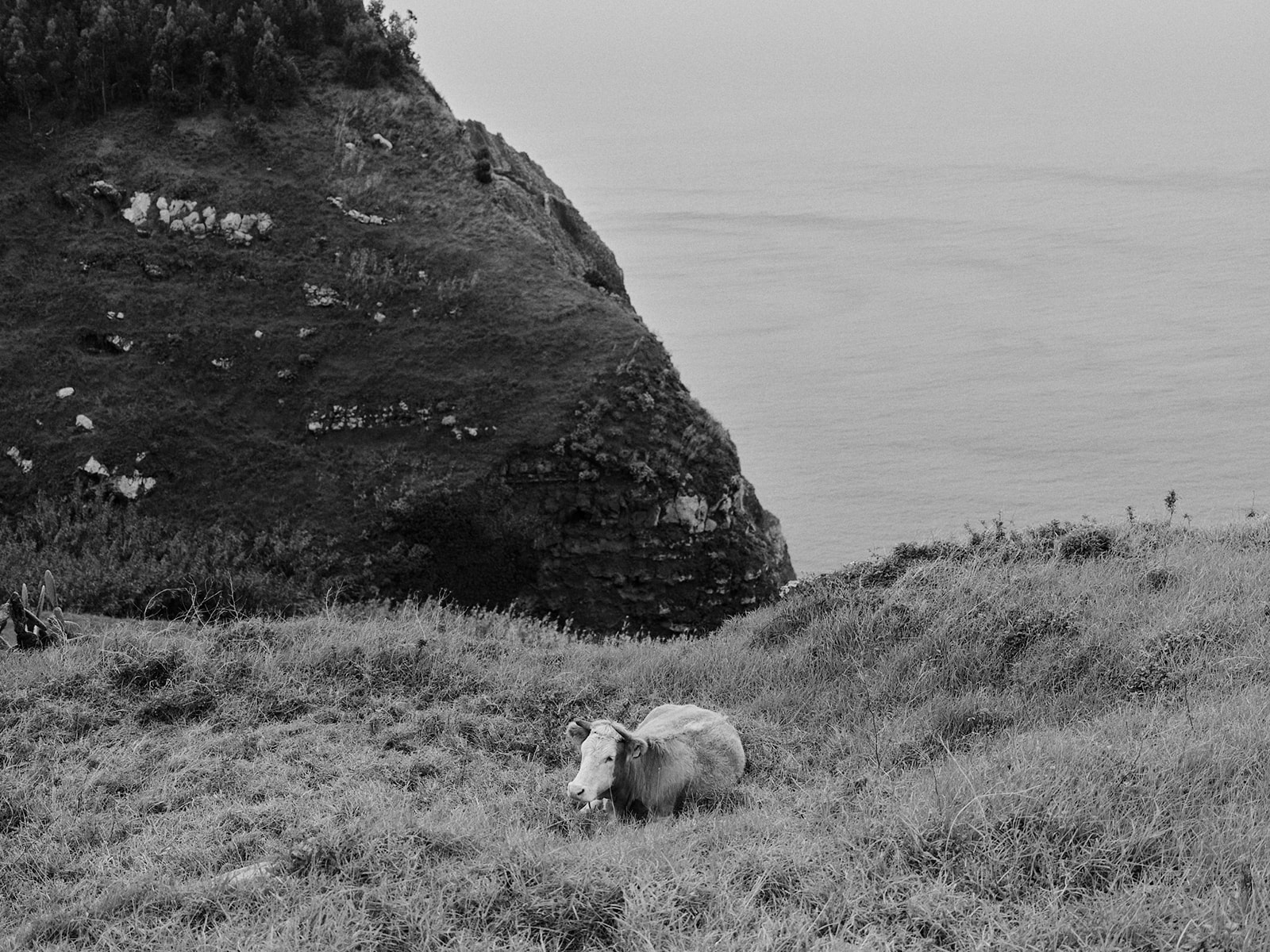 Madeira sheep photos
