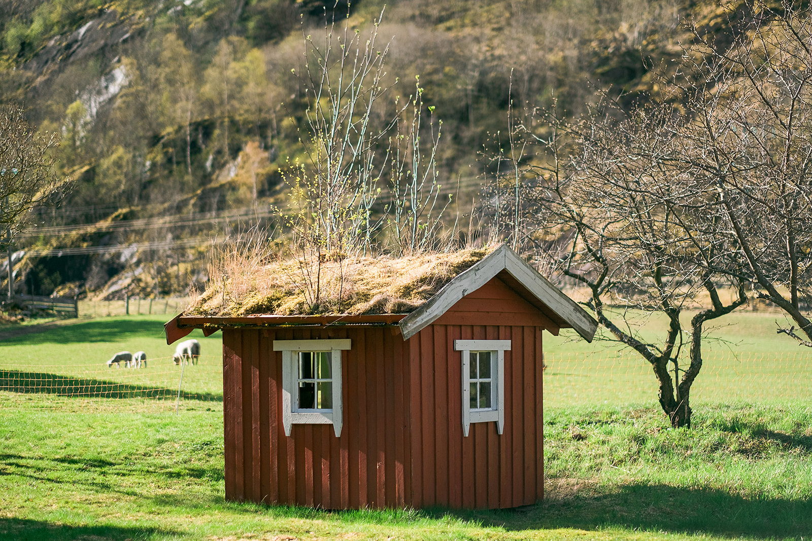 Norwegian Cabin