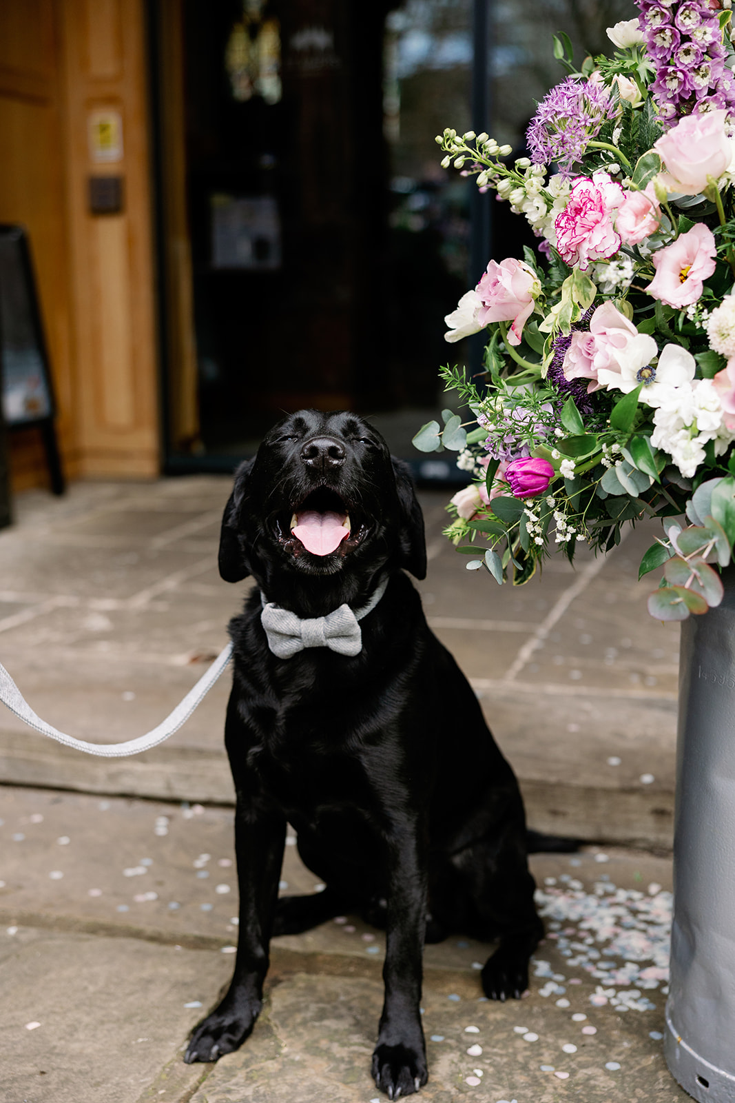 a black labrador smiling during his pawrents wedding