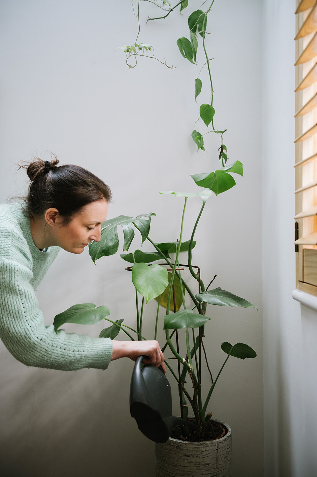 woman watering a large houseplant with a black watering can