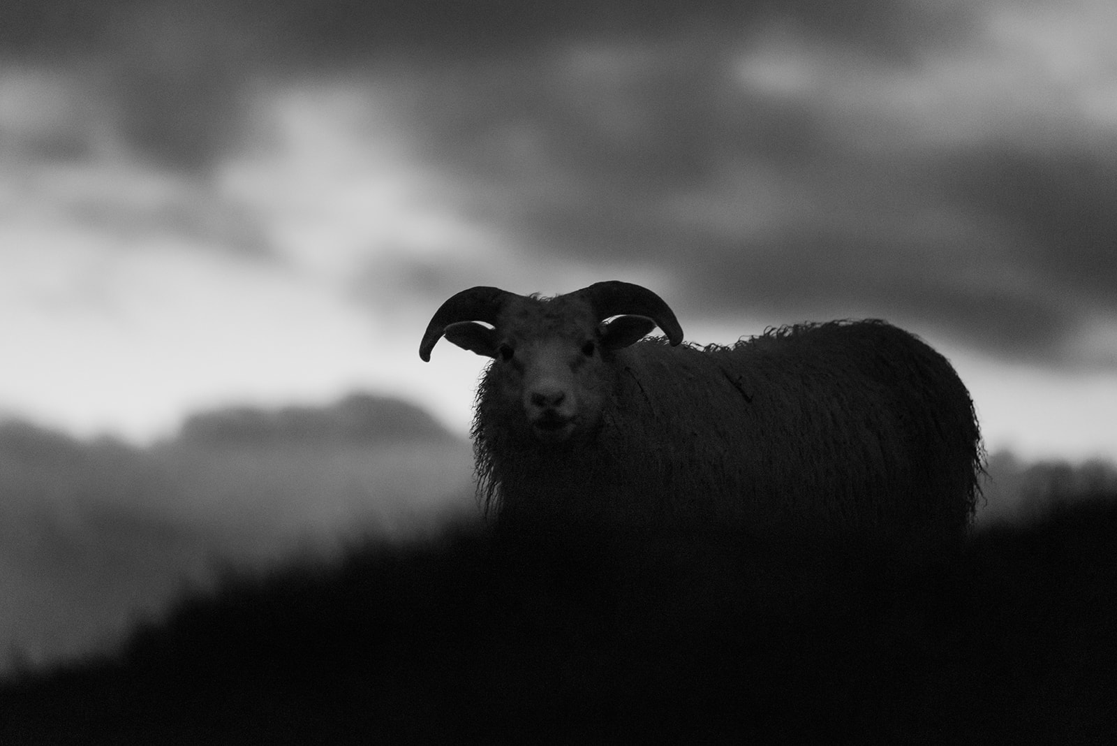 Hótel Búðir sheep