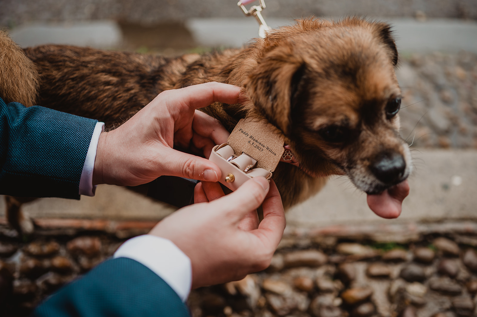A pet dog is tasked with being a ring bearer at a wedding