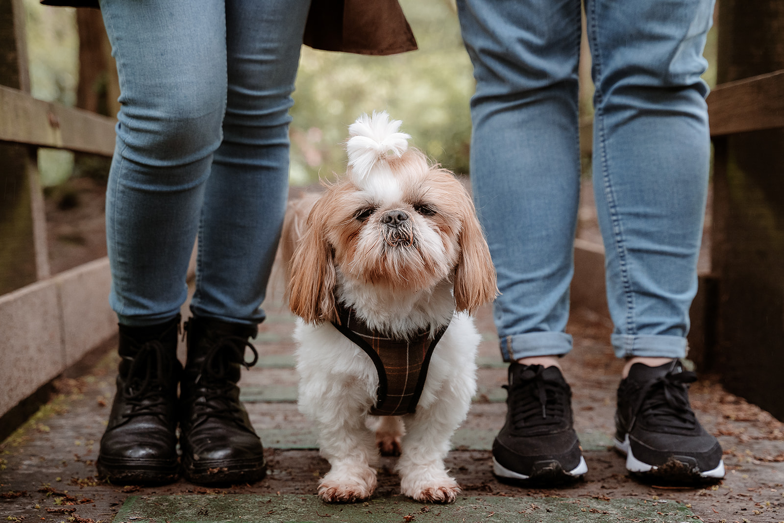 a shih-tzu dog stands between it's owners feet on their couples photography session