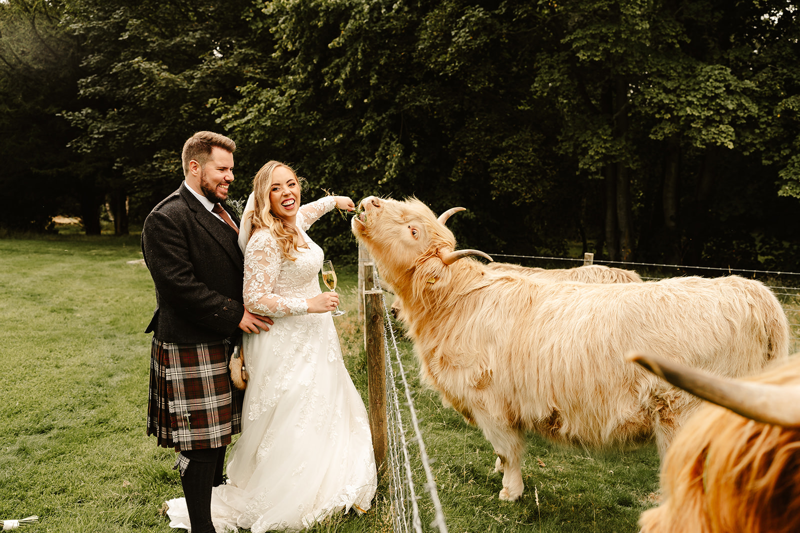 Image of a newlywed couple looking at a highland cow at their wedding venue at Ardoe House Hotel