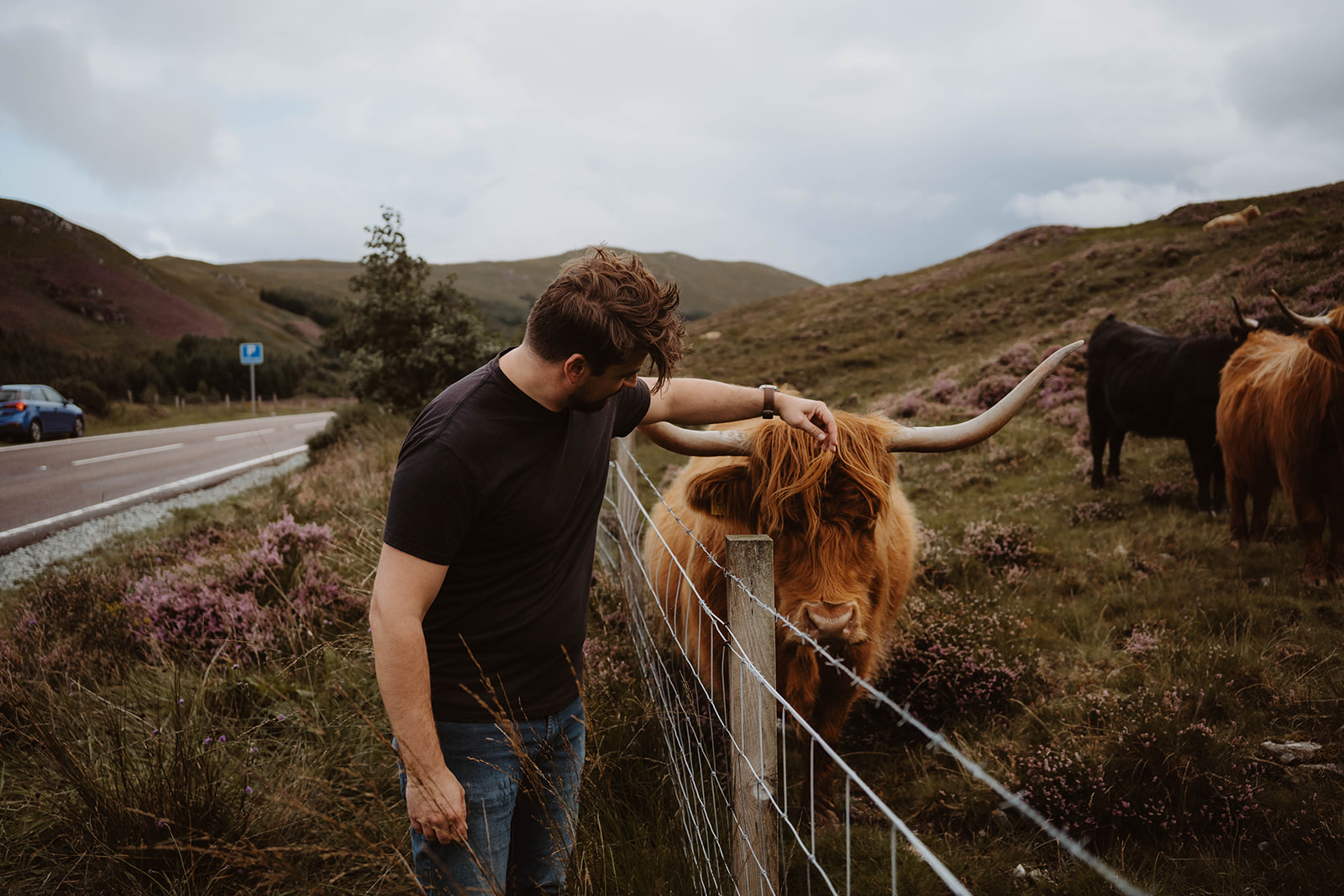 Highland cow Isle of Skye 
