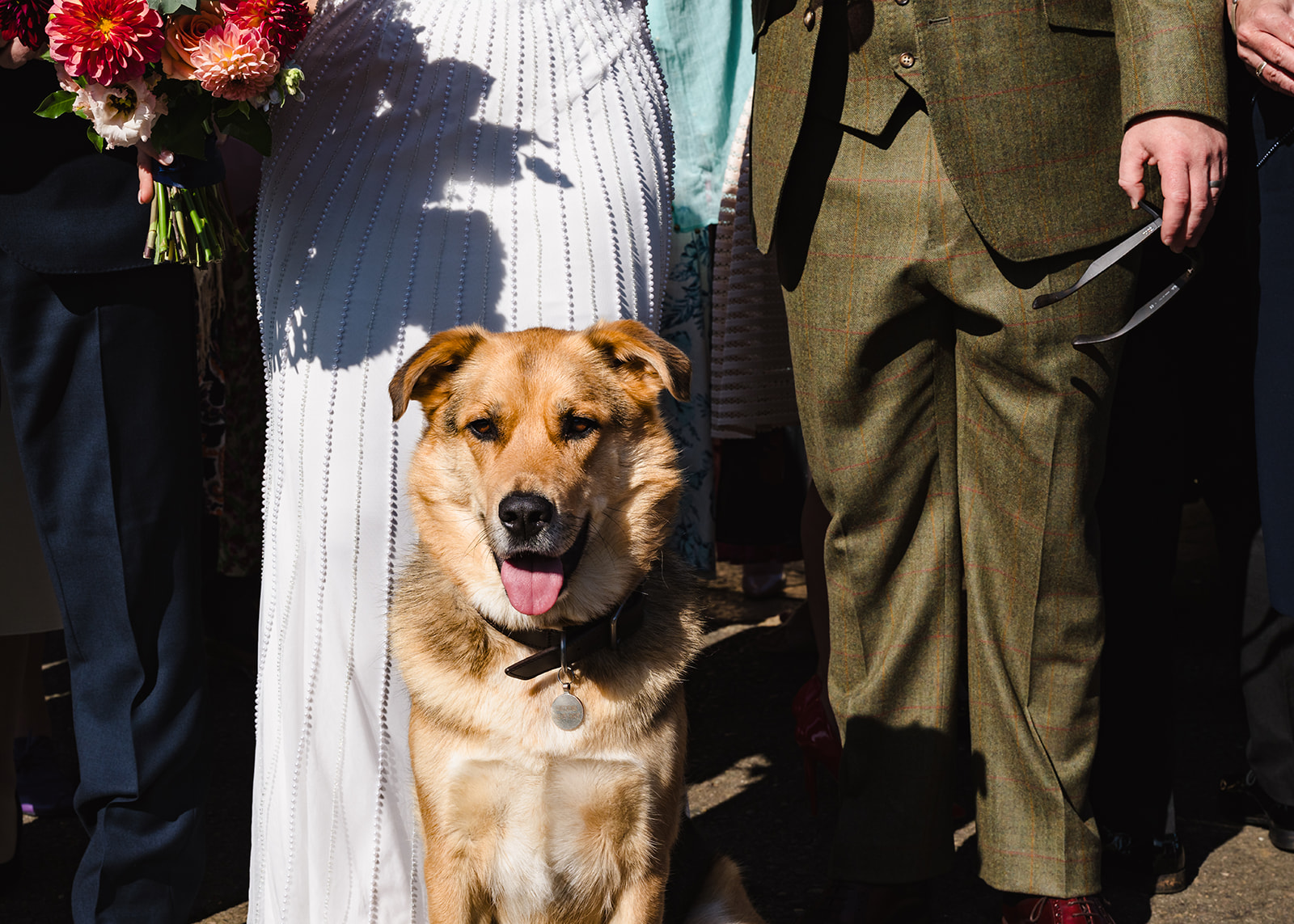 close up of dog at rutland water wedding