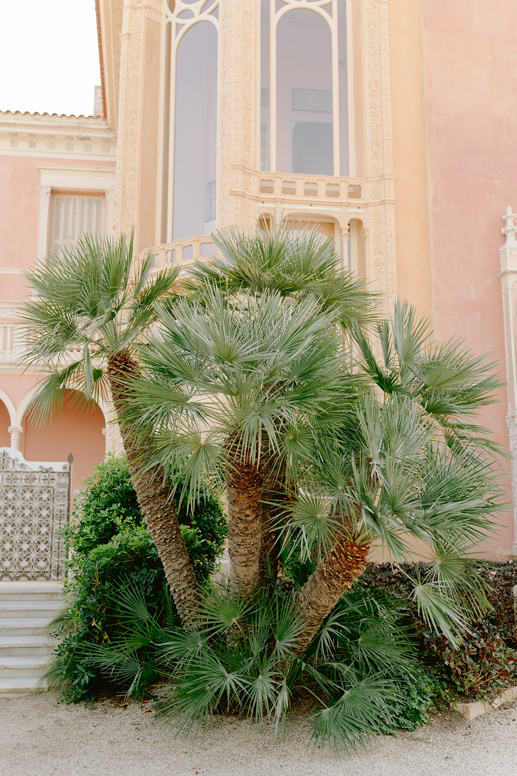 fine art photo of a palm in the gardens 