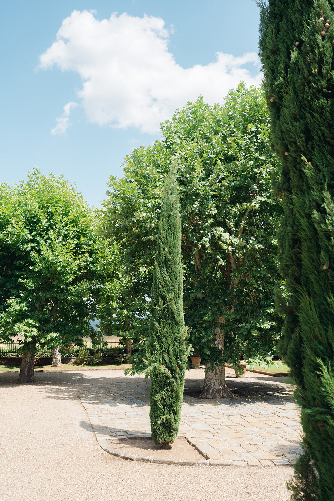 a Cypress tree in Villa la Selva Wine Resort