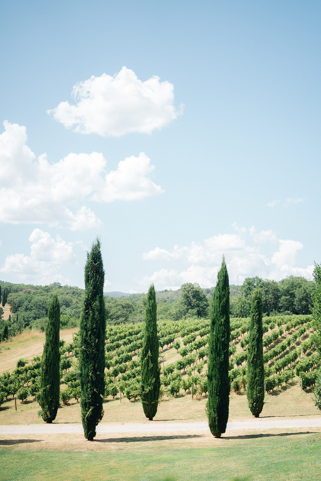 "Cypress trees in the Tuscan hills surrounding Villa La Selva Wine Resort