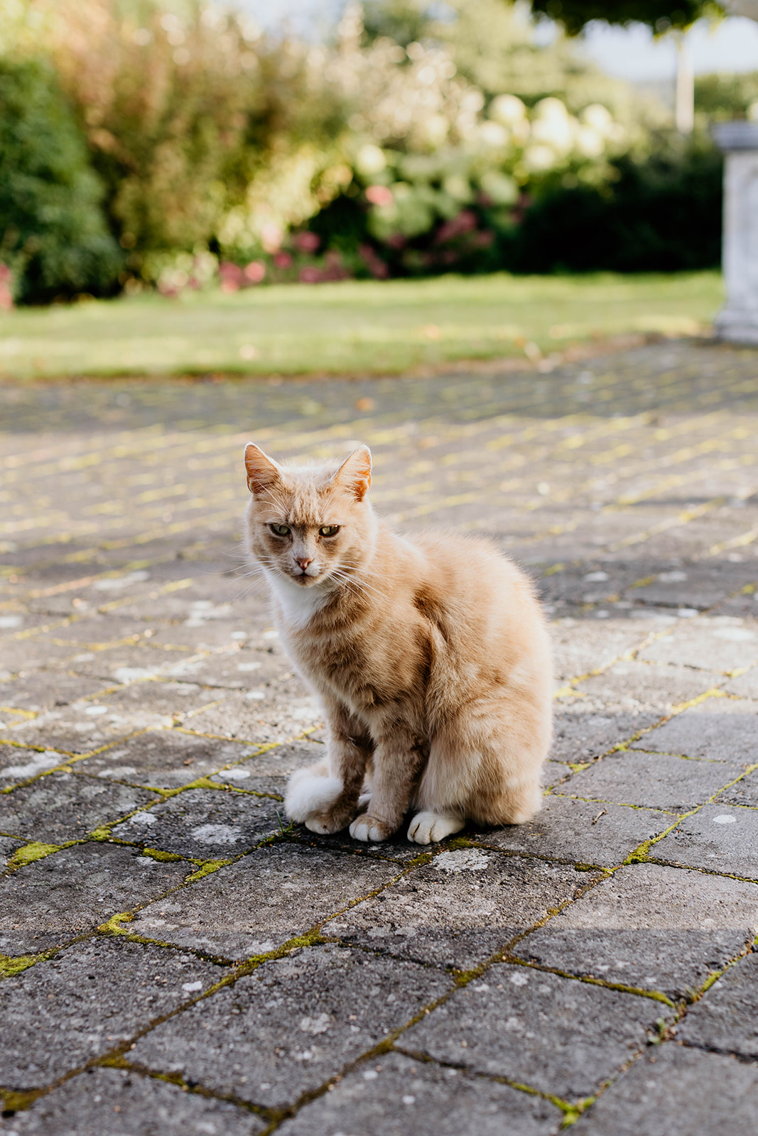 cat at castle durrow