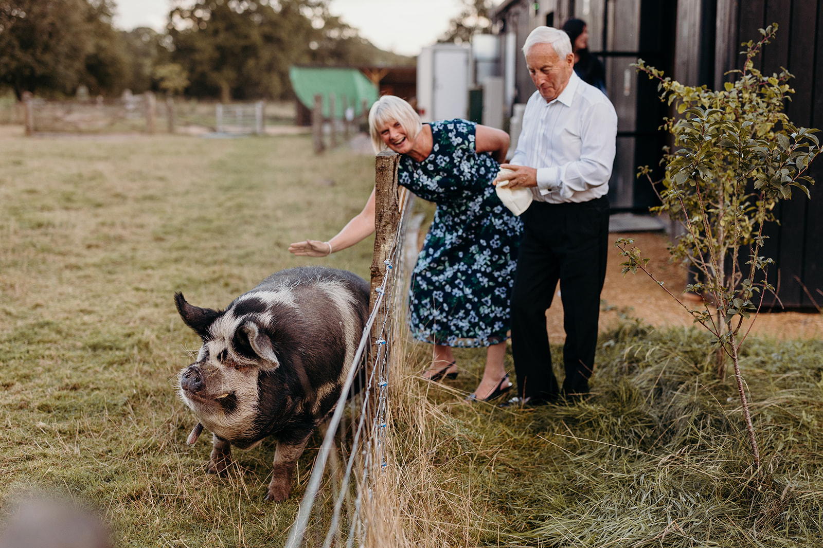 Mother of the groom sharing a special moment with an affectionate pig during a visit to the farm animals at the wedding 