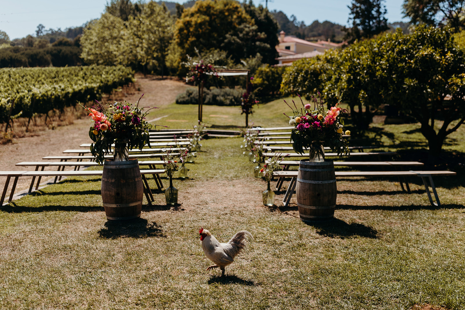outdoor ceremony at vineyard wedding