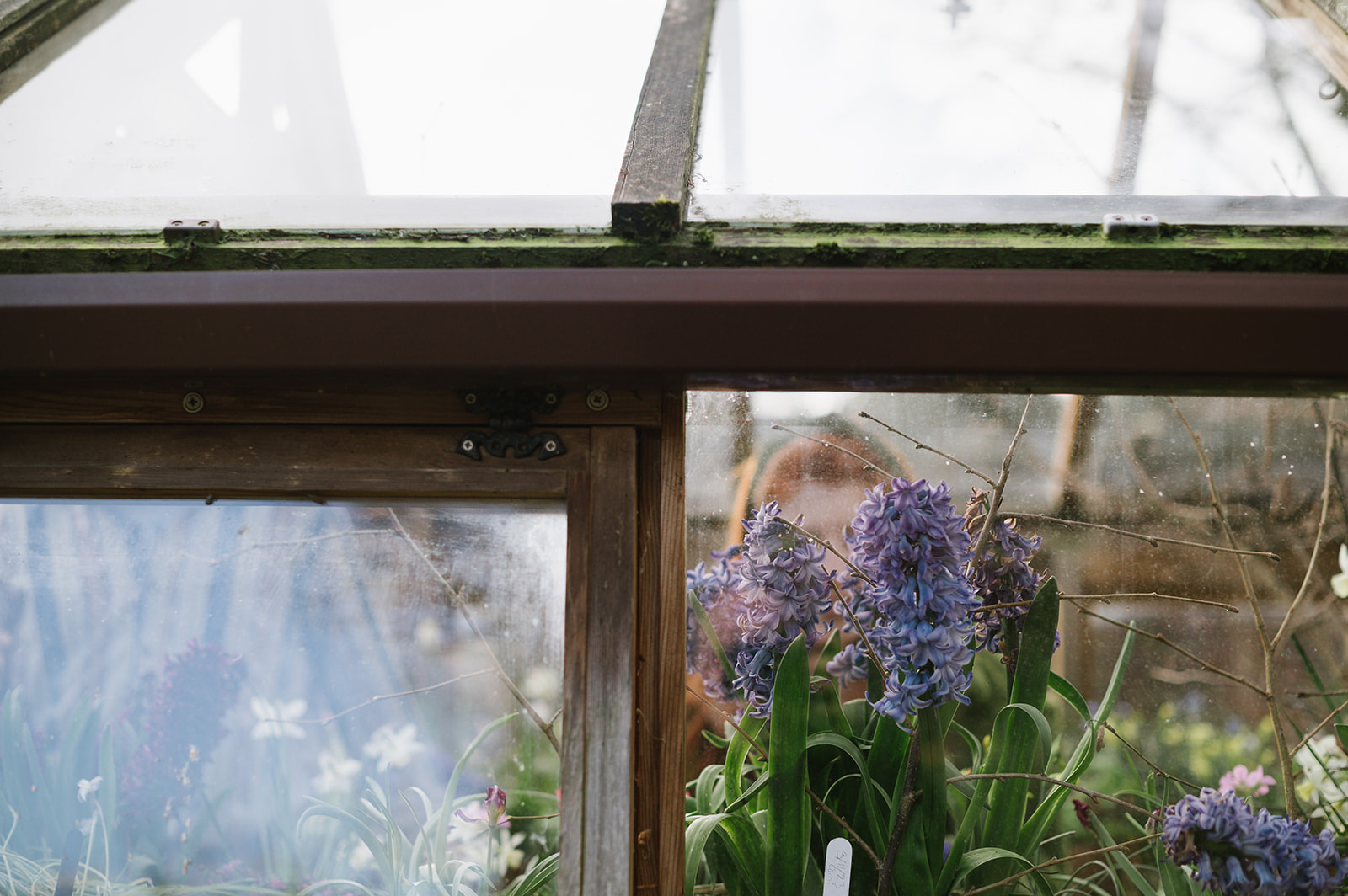 Spring engagement photo session in the greenhouse at. Winterbourne House and Gardens 