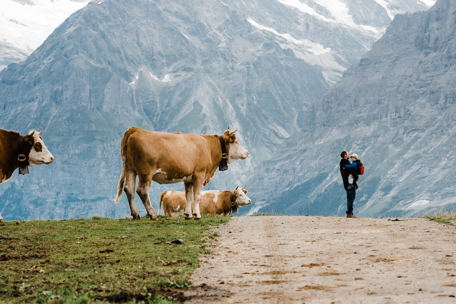 Swiss Cows and Expat Family Jungfrau Switzerland