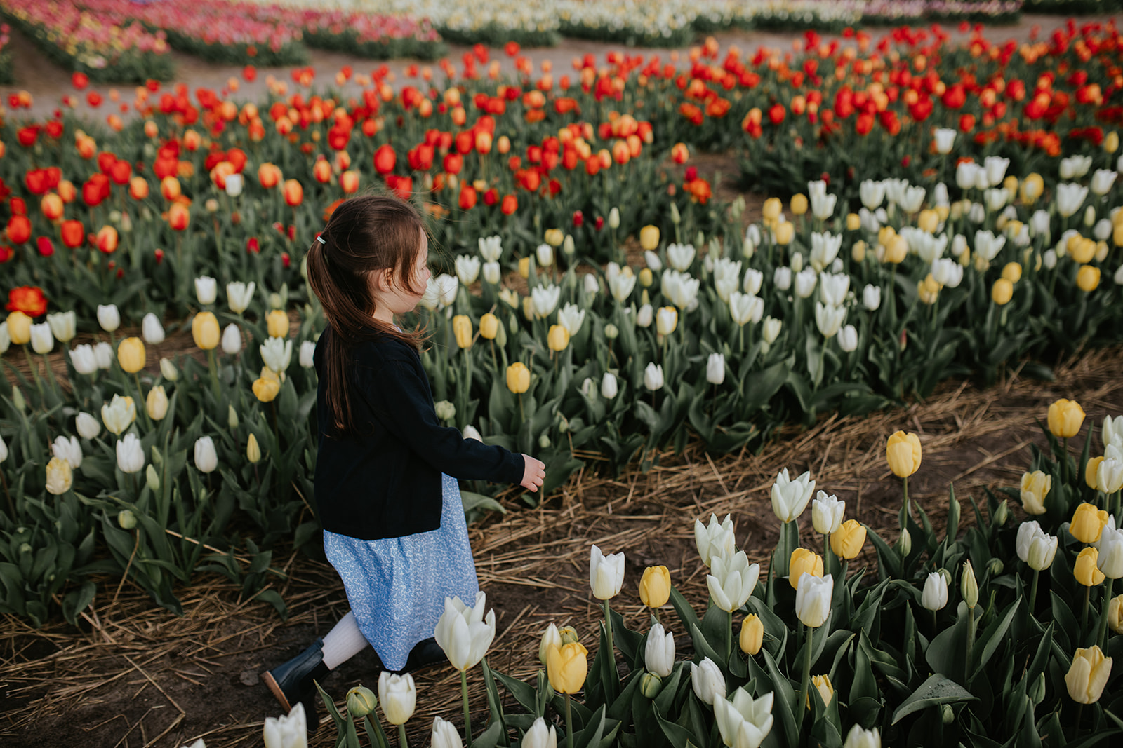 Family photoshoot at the tulip fields 